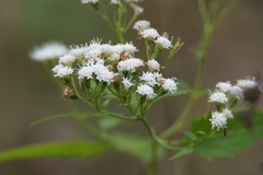 Ageratina havanensis