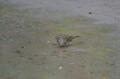 Arremonops rufivirgatus