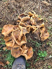 Paxillus cuprinus