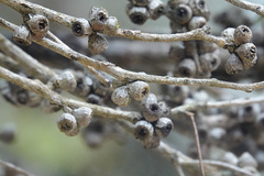 Eucalyptus cneorifolia