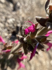 Salvia spathacea
