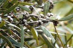 Eucalyptus cneorifolia