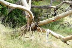 Eucalyptus cneorifolia