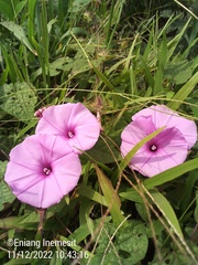 Ipomoea asarifolia