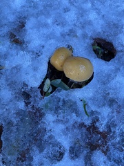Stropharia ambigua