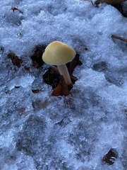 Stropharia ambigua