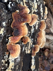 Trametes ochracea