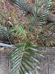 Arecaceae