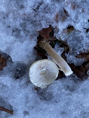 Stropharia ambigua