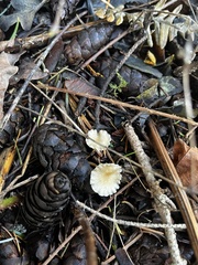 Marasmius calhouniae