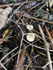 Marasmius calhouniae