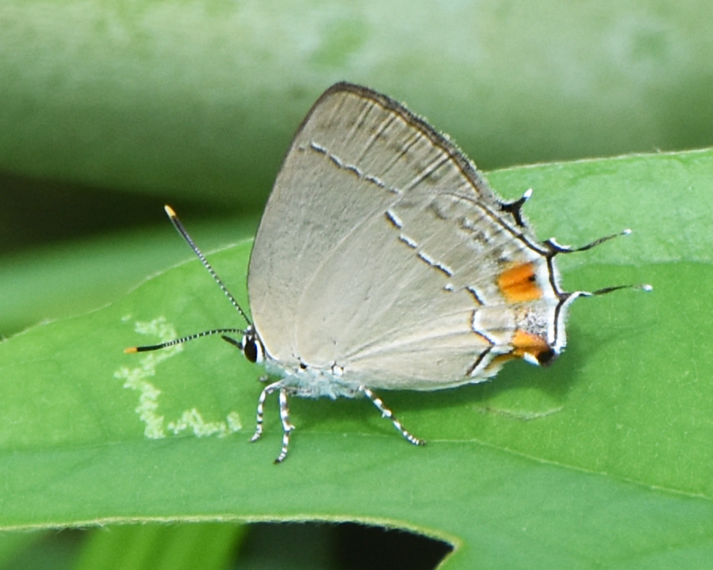 Gargina emessa