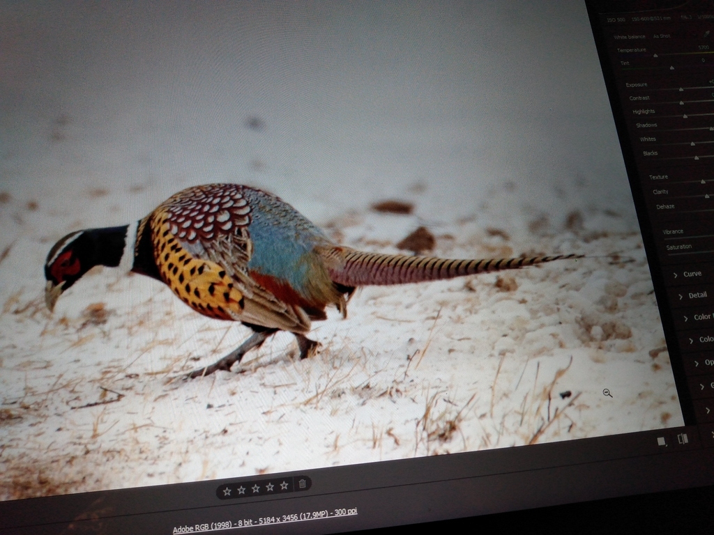Ring-necked Pheasant from Thunder Bay on December 4, 2022 at 05:41 PM ...