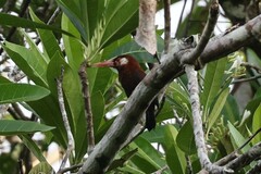 Galbalcyrhynchus leucotis