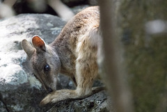 Petrogale mareeba