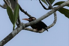 Galbalcyrhynchus leucotis