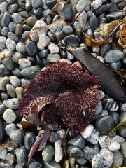 Chondracanthus exasperatus