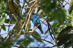 Cotinga maynana