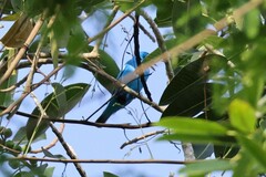 Cotinga maynana