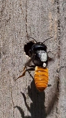Megachilini