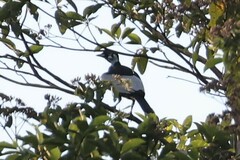 Gymnoderus foetidus