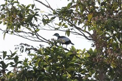 Gymnoderus foetidus