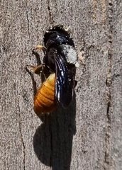 Megachilini
