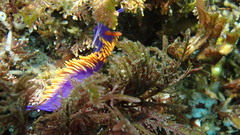 Flabellinopsis iodinea