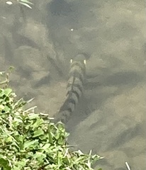 Mayaheros urophthalmus