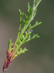 Gilia