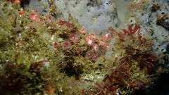 Corynactis californica