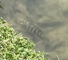 Mayaheros urophthalmus