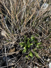 Thlaspi arvense