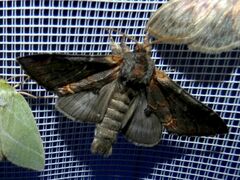 Notodonta dromedarius