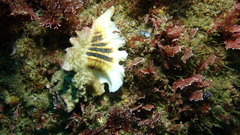 Coryphella trilineata