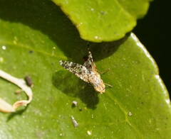 Austrotephritis poenia