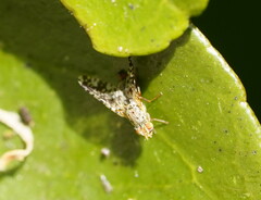 Austrotephritis poenia