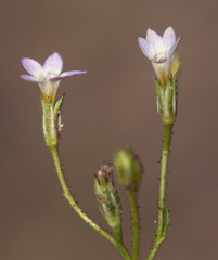 Gilia