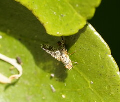Austrotephritis poenia