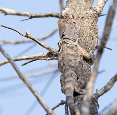 Chlamydosaurus kingii