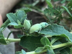 Naupactus auripes