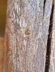 Megachilini