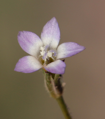 Gilia