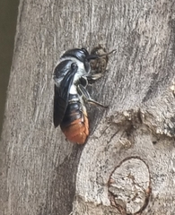 Megachile chrysorrhoea