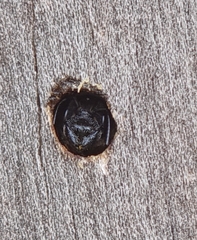 Megachile chrysorrhoea