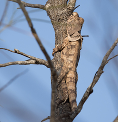 Chlamydosaurus kingii