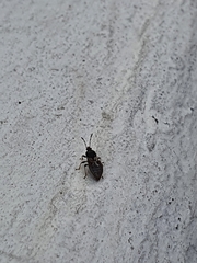Lygaeoidea