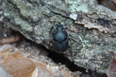 Onthophagus hecate
