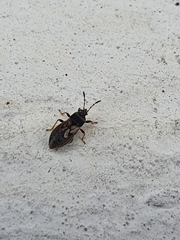 Lygaeoidea