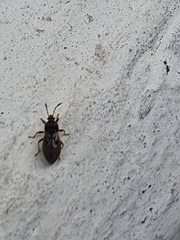 Lygaeoidea